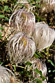 CLEMATIS TANGUTICA,  HARDY CLIMBER,  SEEDHEADS