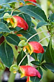 IMPATIENS KEILII,  TROPICAL POT PLANT