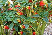 IMPATIENS KEILII,  TROPICAL POT PLANT