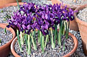 IRIS GEORGE RETICULATA GROUP