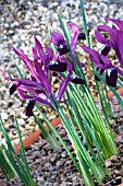 IRIS HARMONY RETICULATA GROUP