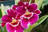 MILTONOPSIS BEL ROYALE X ELIZABETH CASTLE,  TROPICAL ORCHID,