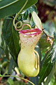 NEPENTHES VENTRICOSA,  PITCHER PLANT