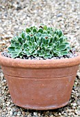 SAXIFRAGA SOUTHSIDE SEEDLING