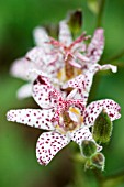 TRICYRTIS HIRTA