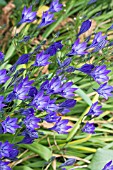 TRITELEIA LAXA,  HARDY BULB,  JUNE