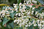 VIBURNUM HENRYI