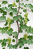 VITIS VINIFERA BUCKLAND SWEETWATER,  DESSERT GRAPE