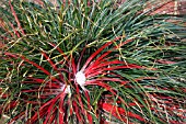 FISCICULARIA BICOLOR,  BROMELIAD