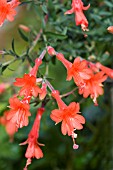 ZAUSCHNERIA CALIFORNICA DUBLIN