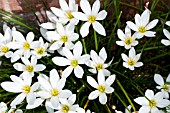 ZEPHYRANTHES CANDIDA