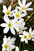 ZEPHYRANTHES CANDIDA