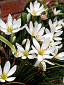 ZEPHYRANTHES CANDIDA