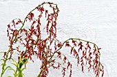 CALOMERIA AMARANTHOIDES,  INCENSE PLANT