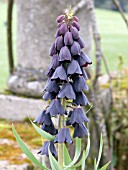 FRITILLARIA PERSICA ADIYAMAN