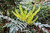 MAHONIA CHARITY,  EVERGREEN SHRUB