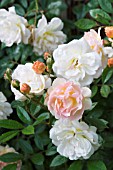 ROSA GHISLAINE DE FELIGONDE,  RAMBLER ROSE