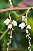 STACHYURUS PRAECOX,  WINTER FLOWERING SHRUB