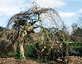 ULMUS GLABRA PENDULA,  WEEPING ELM,  BRANCH TRACERY