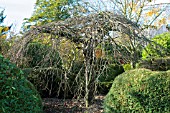 ULMUS GLABRA PENDULA,  WEEPING ELM,  BRANCH TRACERY