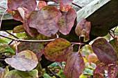 AKEBIA QUINATA,  HARDY CLIMBER,  AUTUMN COLOUR,  GROWING ON WOODEN PERGOLA,  NOVEMBER