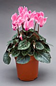 CYCLAMEN SUPER SERIES COMPACT MIXED