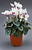 CYCLAMEN SUPER SERIES COMPACT MIXED