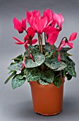 CYCLAMEN SUPER SERIES COMPACT MIXED