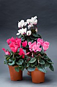 CYCLAMEN SUPER SERIES COMPACT MIXED