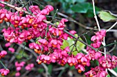 EUONYMUS EUROPAEUS,  SPINDLE TREE,  NATIVE SMALL TREE,