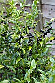 SARCOCOCCA CONFUSA,  HARDY SHRUB,  AUTUMN FRUITS,  NOVEMBER