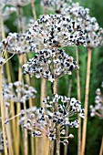 ALLIUM TUBEROSUM,  GARLIC CHIVES,  SEEDHEADS,  NOVEMBER