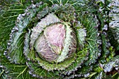 BRASSICA OLERACEA JANUARY KING,  WINTER CABBAGE,  NOVEMBER