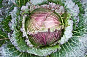 BRASSICA OLERACEA JANUARY KING,  WINTER CABBAGE,  NOVEMBER