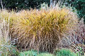 MISCANTHUS SINENSIS GRACILLIMUS,  ORNAMENTAL GRASS,  AUTUMN COLOUR,  WITH FESTUCA GLAUCA,  NOVEMBER