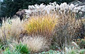 MISCANTHUS,  STIPA & DESCHAMPSIA,  MIXED ORNAMENTAL GRASSES,  AUTUMN COLOUR,  NOVEMBER