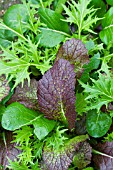 MUSTARD GREEN MIX,  WINTER SALAD LEAVES