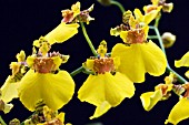 ONCIDIUM GOWER RAMSEY,  TROPICAL ORCHID,  NOVEMBER