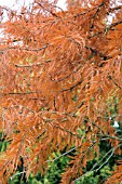 TAXODIUM DISTICHUM,  SWAMP CYPRESS,  AUTUMN COLOUR,  NOVEMBER