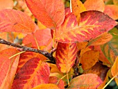 AMELANCHIER LAMARCKII (SNOWY MESPILUS)