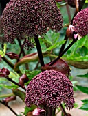 ANGELICA SYLVESTRIS PURPUREA