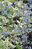 BRUNNERA MACROPHYLLA DAWSONS WHITE, (SYN. BRUNNERA MACROPHYLLA VARIEGATA)