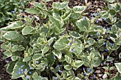 BRUNNERA MACROPHYLLA HADSPEN CREAM