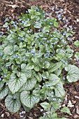 BRUNNERA MACROPHYLLA JACK FROST