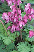 DICENTRA LUXURIANT