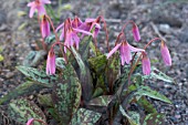 ERYTHRONIUM DENS-CANIS