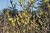 FORSYTHIA GIRALDIANA