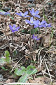 HEPATICA NOBILIS