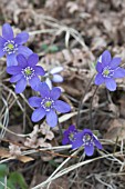 HEPATICA NOBILIS