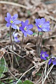 HEPATICA NOBILIS